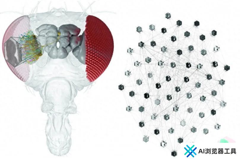 利用AI，研究人员可以对单个神经元的行为进行预测